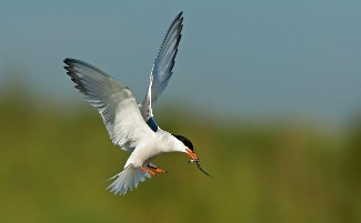 black skimmer
