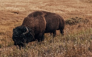 Bison cola